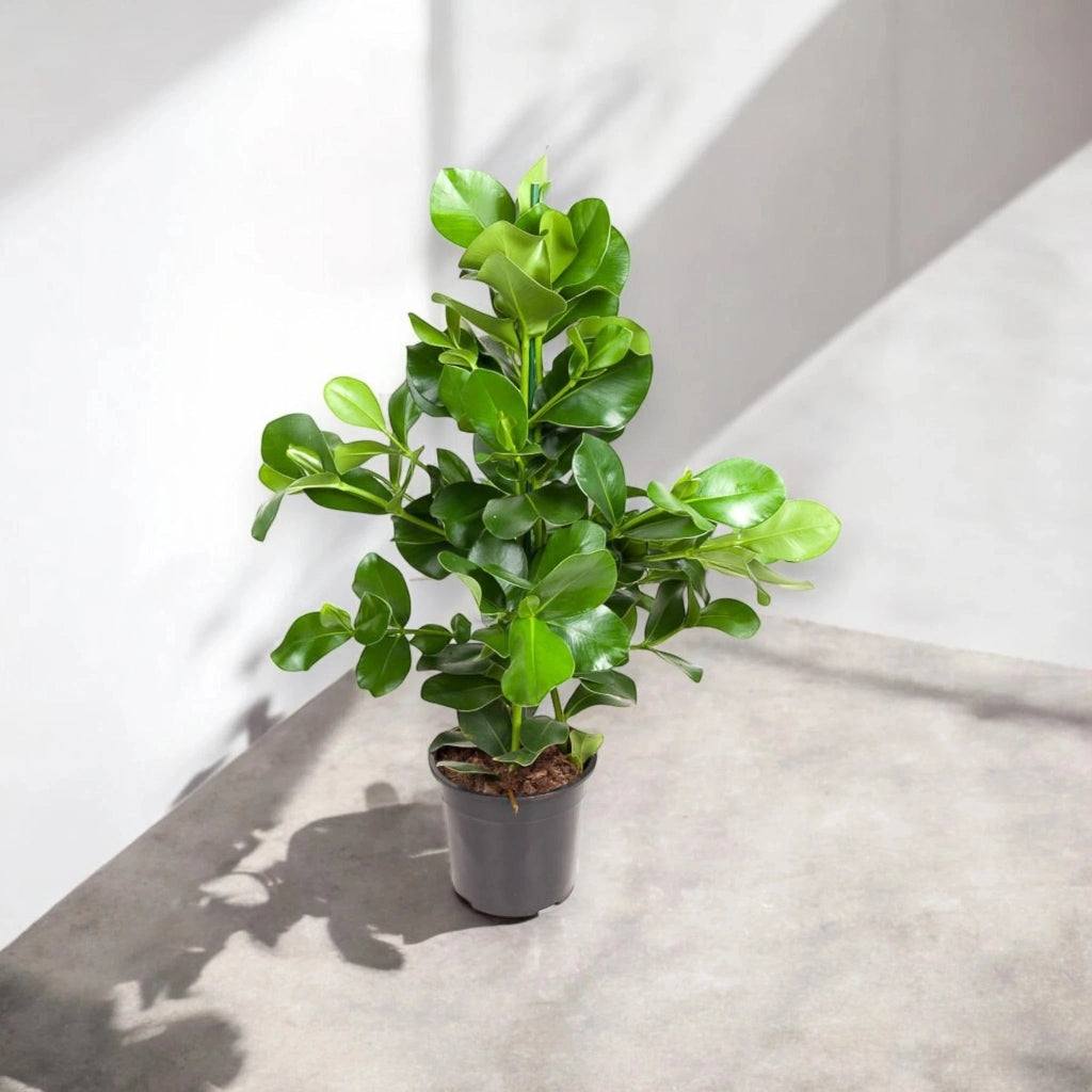 Gardenaria Clusia rosea - Pianta da interno ornamentale Altezza: 110 cm (vaso 24)