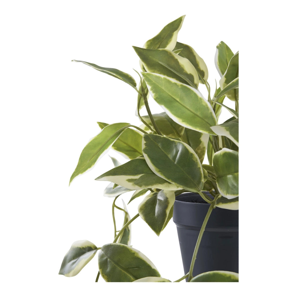 Pianta Artificiale Hoya, Verde, Plastica PE, 25,5x25,5x33 cm