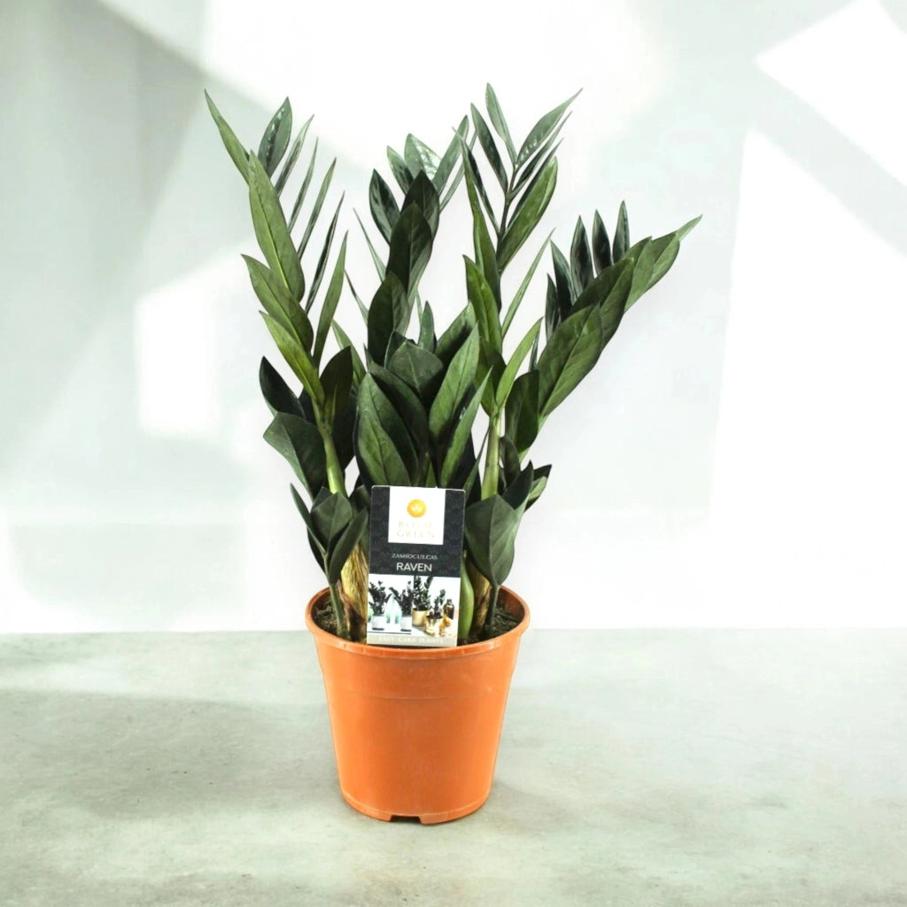 Gardenaria Zamioculcas zamiifolia 'Raven' - Pianta da interno ornamentale Altezza: 55 cm (vaso 17)