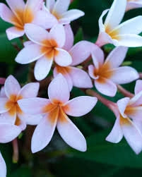 "Frangipani" Plumeria Gemini vaso 20 cm H60 – Pianta tropicale dai fiori profumati