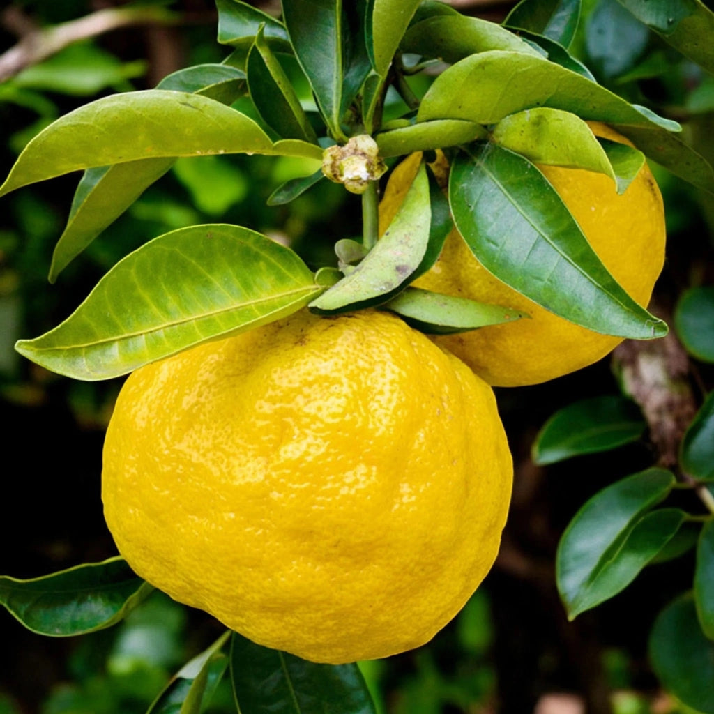 Gardenaria Yuzu - Citrus junos - Pianta di agrume da frutto in vaso Altezza: 60/65 cm (vaso19)