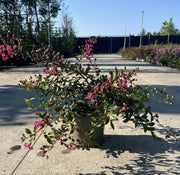 Gardenaria Lagerstroemia indica 'Rubra repens' - Arbusto ornamentale da giardino Altezza: 40/60 cm (vaso19)