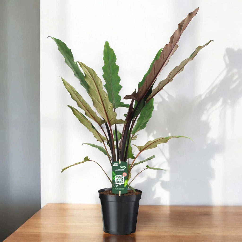 Gardenaria Alocasia lautebarchiana - Pianta da interno ornamentale Altezza: 80 cm (vaso 19)
