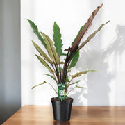 Gardenaria Alocasia lautebarchiana - Pianta da interno ornamentale Altezza: 80 cm (vaso 19)