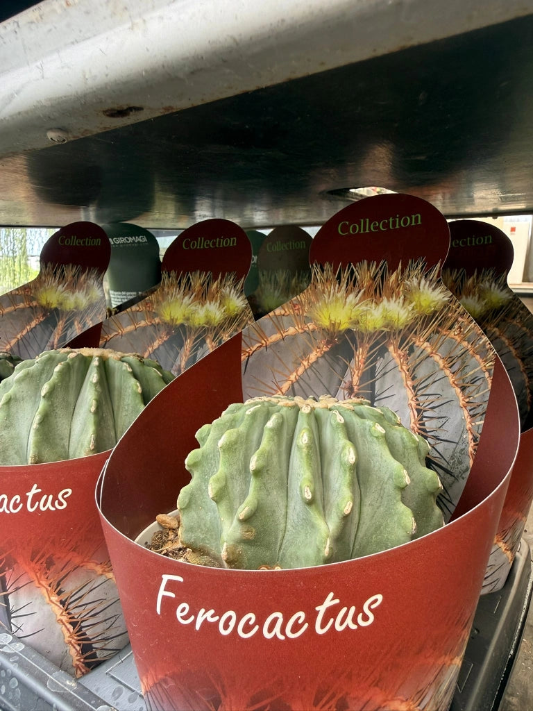 Ferocactus glaucescens vaso 14 cm – Cactus