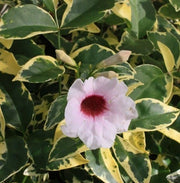 Pandorea jasminoide variegata vaso 18cm,  h 120cm