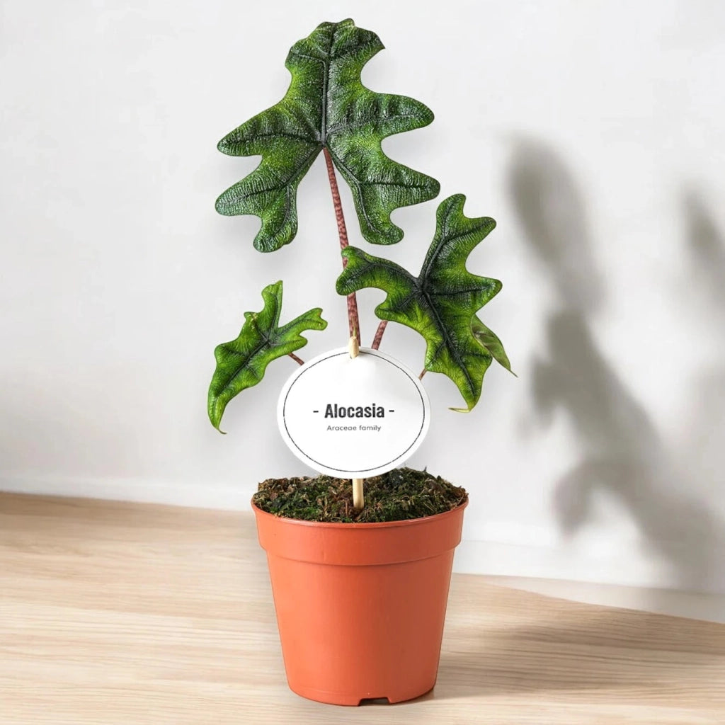 Gardenaria Alocasia 'Jacklin' - Pianta da interno ornamentale Altezza: 30 cm (vaso 14)