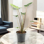 Gardenaria Alocasia zebrina 'Siberian Tiger' - Pianta da interno ornamentale Altezza: 55 cm (vaso 17)