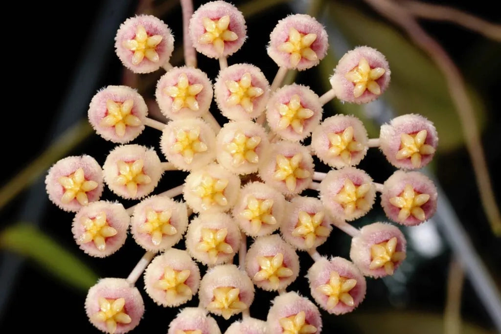 Hoya HOYA SUNRISE VASO 12 Pianta Tropicale da Collezione