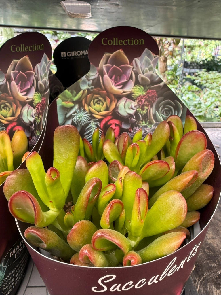 Crassula ovata ‘Tricolor Hobbit’ vaso 14 cm – Succulenta