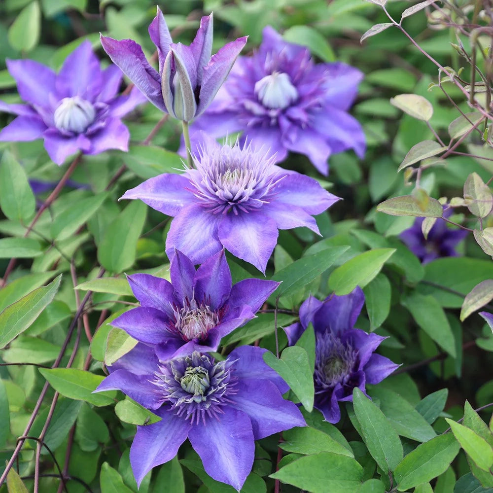 Pianta di CLEMATIDE Clematis Multi Blue fiore blu rampicante vaso 18cm AMDGarden
