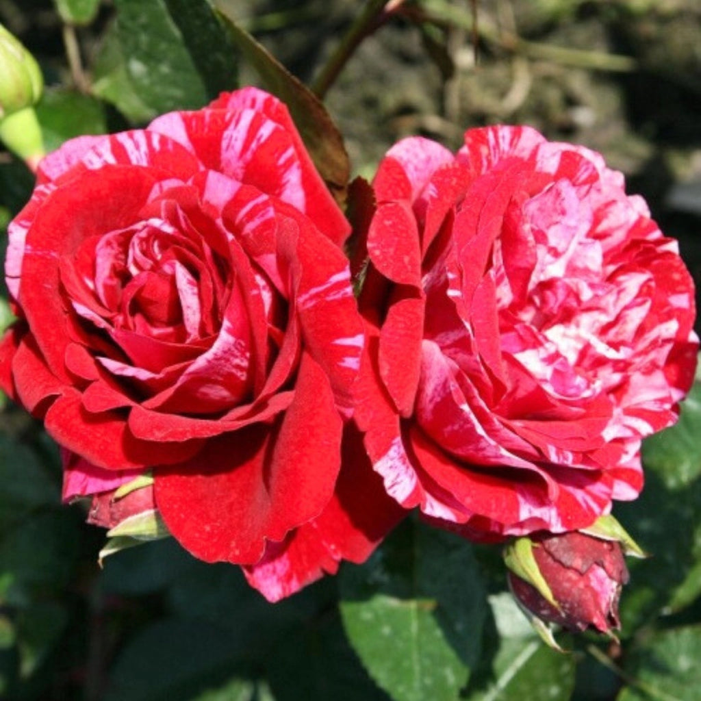 Gardenaria Rosa 'Deep impression' - Rosa da giardino Altezza: 40/50 cm (vaso20)