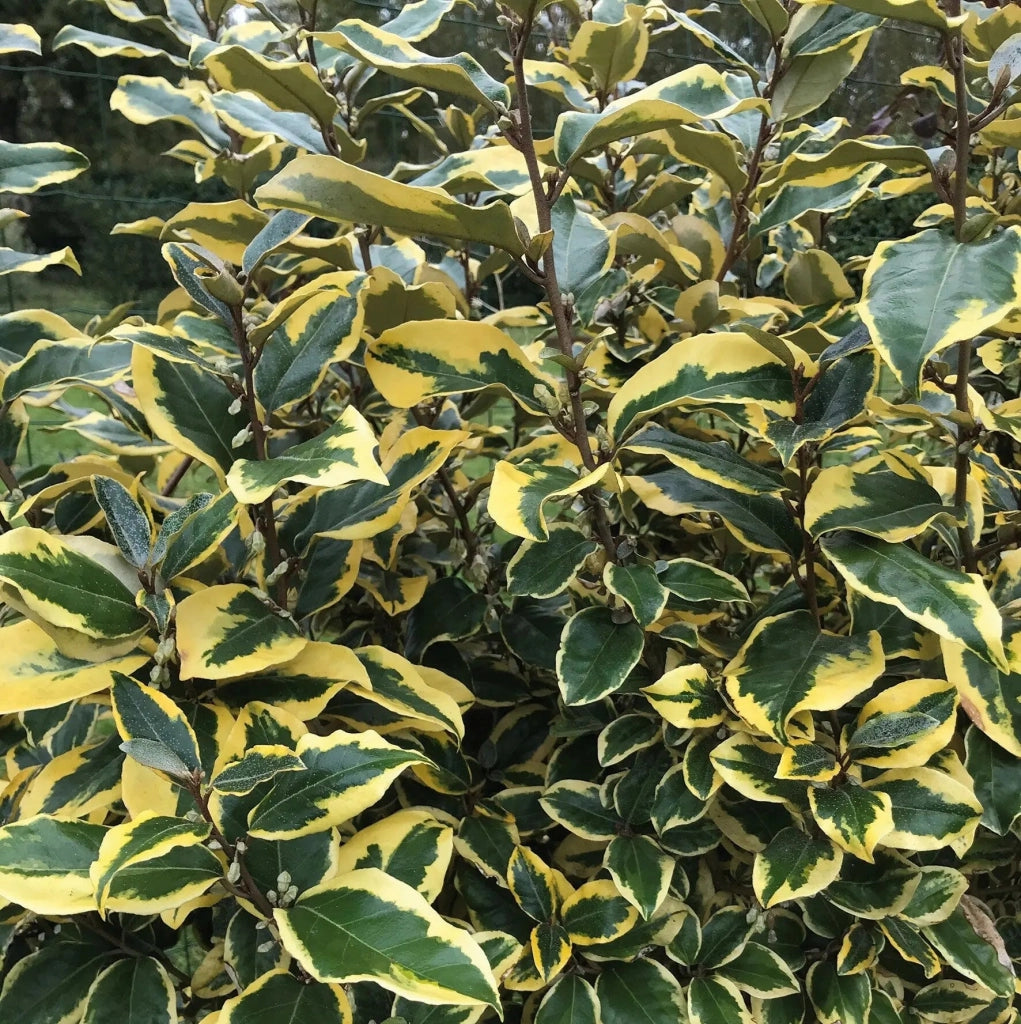 Gardenaria Elaeagnus ebbingei 'Viveleg' - Arbusto ornamentale da giardino Altezza: 40/60 cm (vaso19)