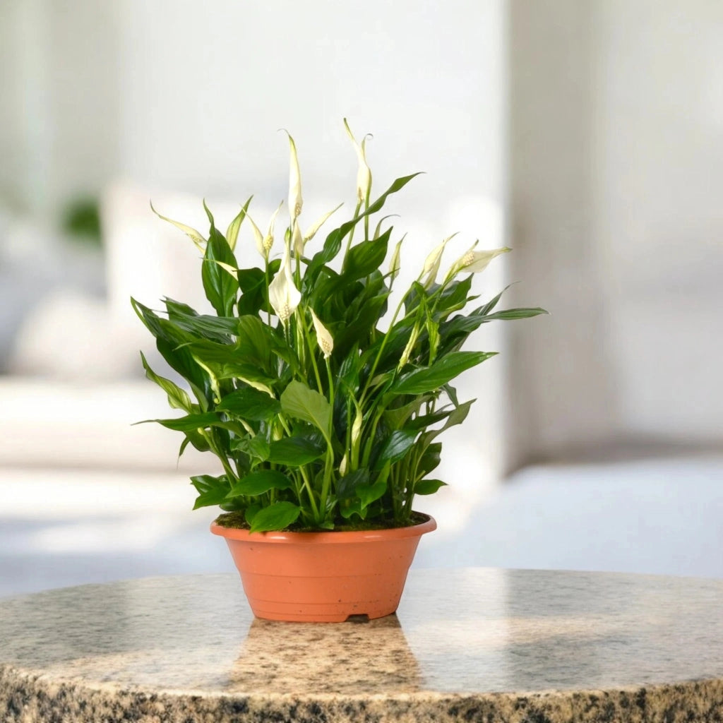 Gardenaria Spathiphyllum 'Bellini' - Pianta da interno ornamentale Altezza: 45 cm (vaso 23)