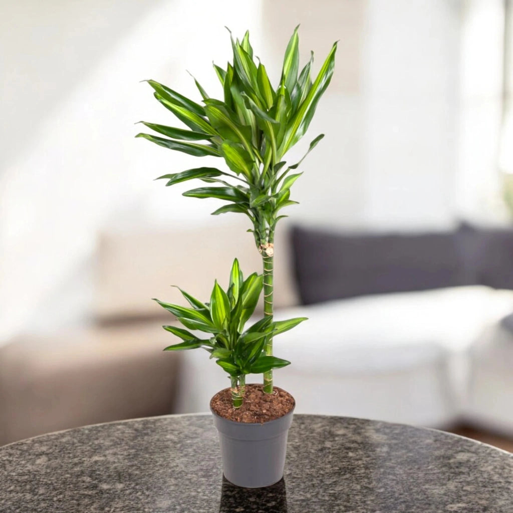 Gardenaria Dracaena fragrans 'Cintho' - Pianta da interno ornamentale Altezza: 100 cm (vaso 19)