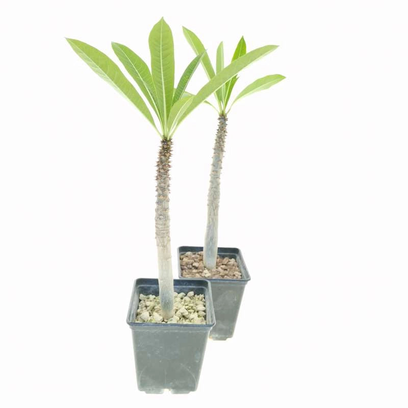 Pianta Pachypodium rutenbergianum succulenta caudiciforme 15 Metri Foto Reali
