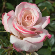 Rosa LYON LUMIERES ® Meivanae