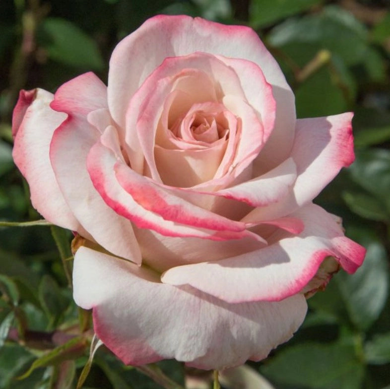 Rosa LYON LUMIERES ® Meivanae