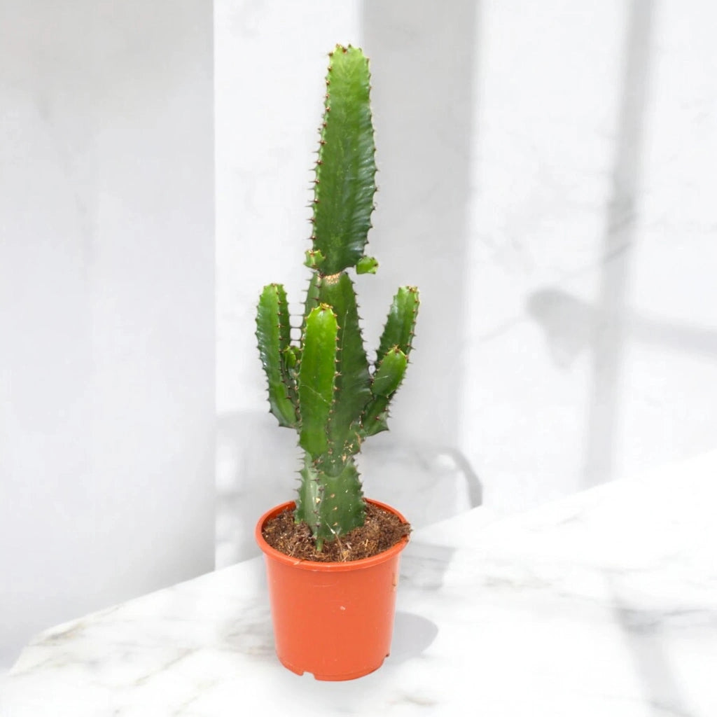 Gardenaria Euphorbia acrurensis - Pianta da interno ornamentale Altezza: 75 cm (vaso 17)