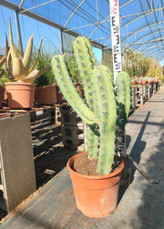 MYRTILLOCACTUS GEOMETRIZANS (CACTUS MIRTILLO) VASO 25