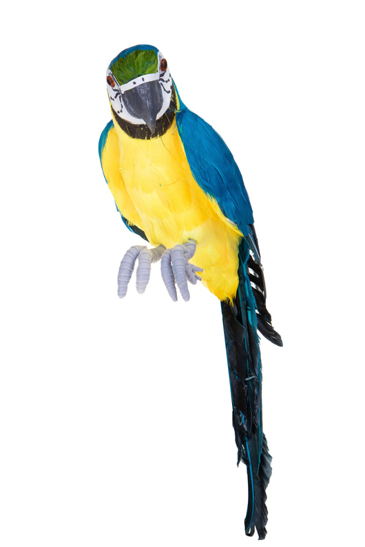 Pappagallo H 64 cm