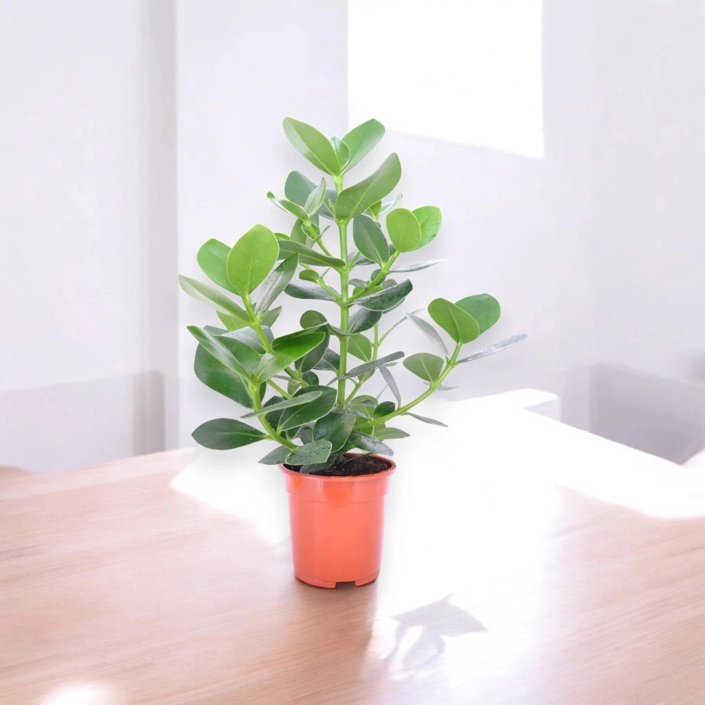Gardenaria Clusia rosea 'Princess' - Pianta da interno ornamentale Altezza: 55 cm (vaso 17)