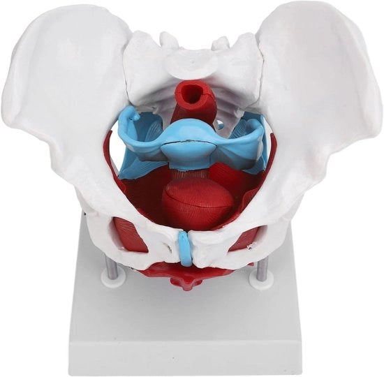 Modello Femminile del Bacino con Muscoli del Bacino - Sistema Osseo Umano - Attrezzatura Educativa Scientifica Medicina