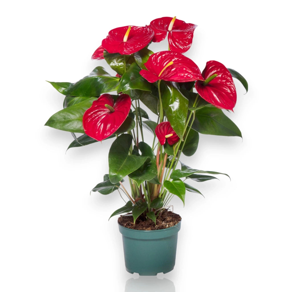 Gardenaria Anthurium andreanum 'Madural' - Pianta da interno ornamentale Altezza: 50 cm (vaso 14)