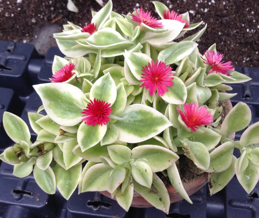 Aptenia variegata pianta grassa succulenta tappezzante perenne vaso 16cm