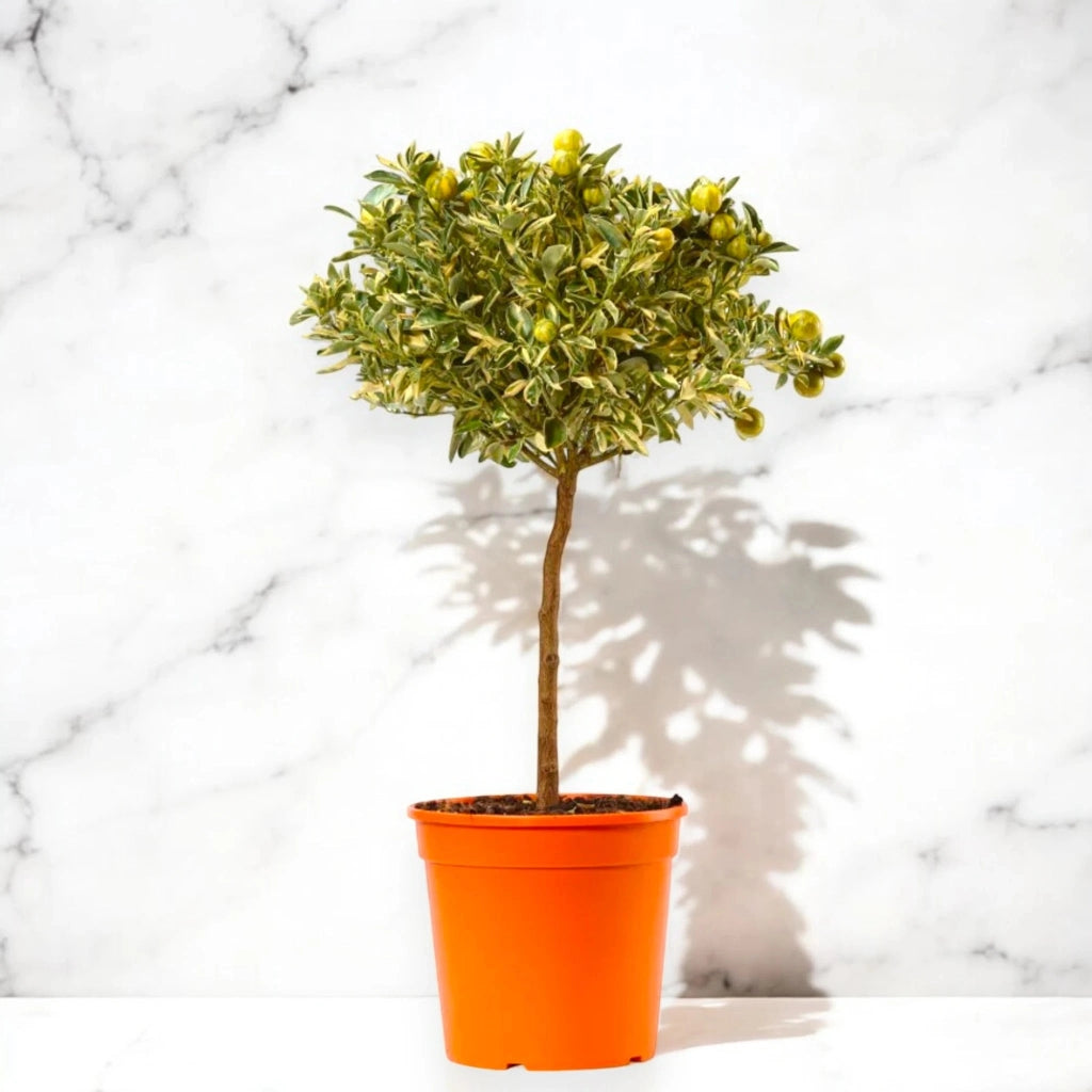 Gardenaria Calamondino Variegato - Citrus × microcarpa 'Variegata' - Pianta di agrume da frutto in vaso Altezza: 70/80 cm (vaso 22)