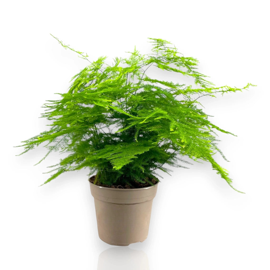 Gardenaria Asparagus setaceus 'Plumosus' - Pianta da interno ornamentale Altezza: 45 cm (vaso 15)