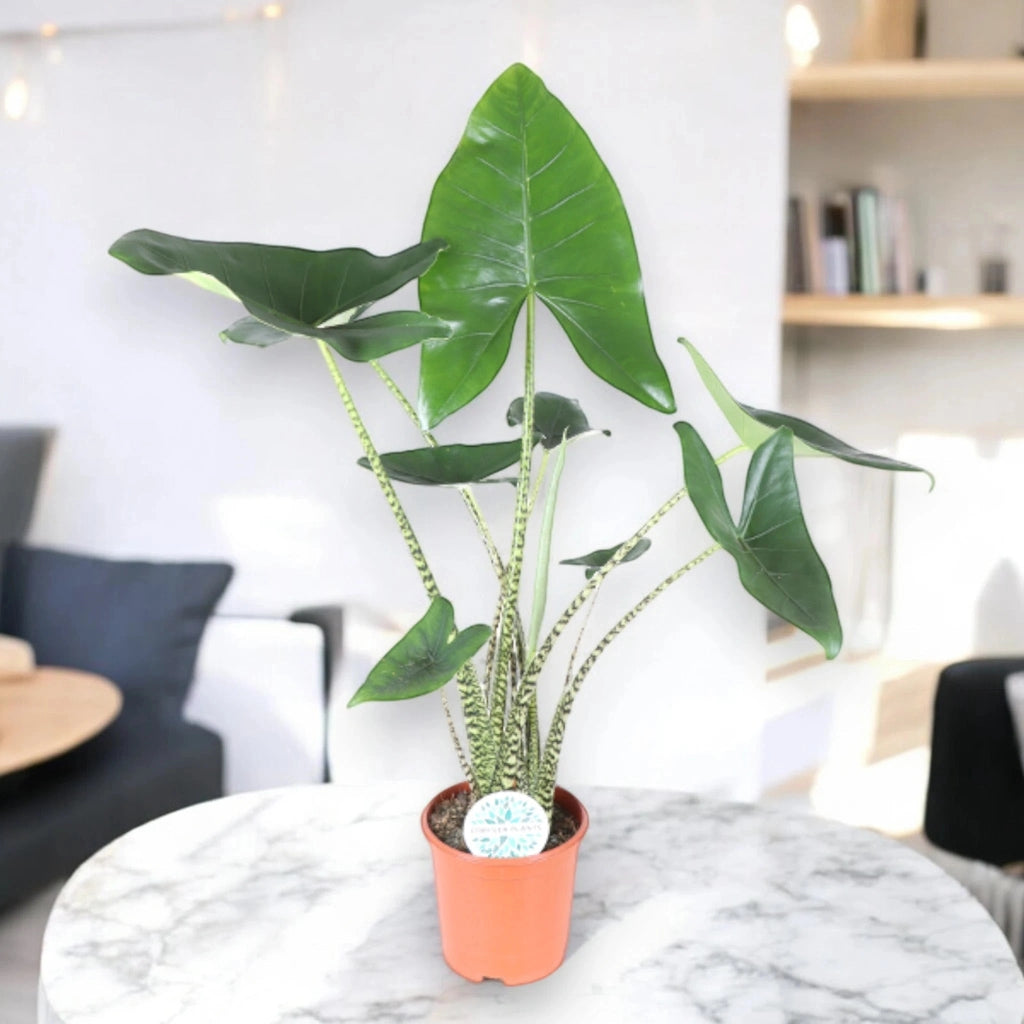 Gardenaria Alocasia zebrina - Pianta da interno ornamentale Altezza: 60 cm (vaso 17)