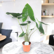 Gardenaria Alocasia zebrina - Pianta da interno ornamentale Altezza: 60 cm (vaso 17)