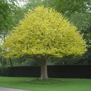 Liriodendron Tulipifera ALBERO DEI TULIPANI fiore BIANCO in vaso 18 cm AMDGarden