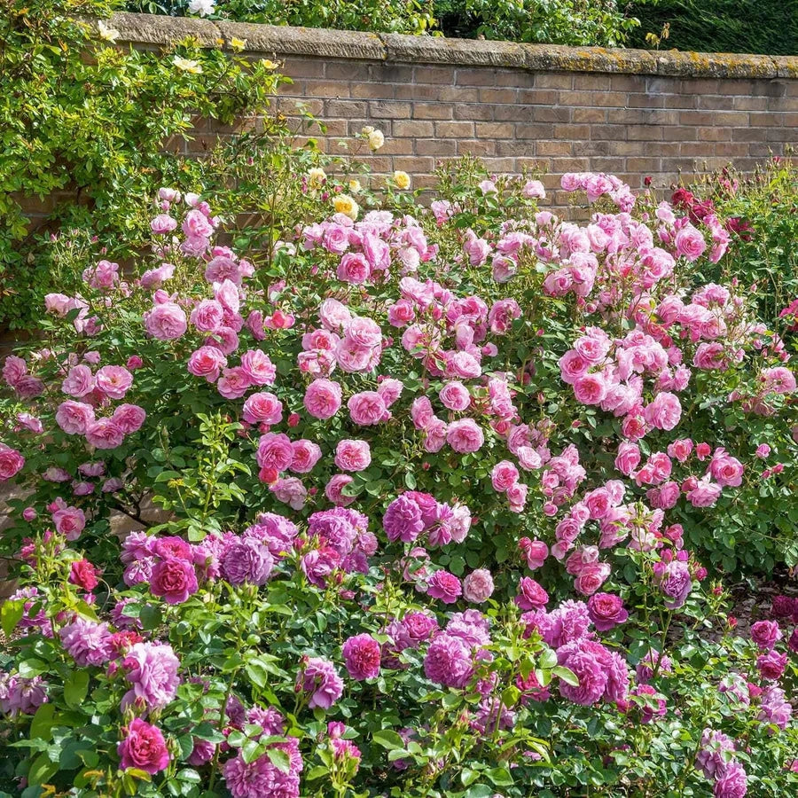 Gardenaria Rosa 'Hyde Hall' - Rosa da giardino Altezza: 40/50 cm (vaso20)