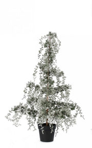 Pino Collalto innevato H120