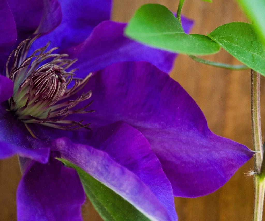 Gardenaria Clematis 'The President' - Pianta rampicante ornamentale da esterno Altezza: 100/125 cm (vaso19)