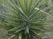 Gardenaria Yucca - Pianta da interno ornamentale Altezza: 180 cm (vaso 17)