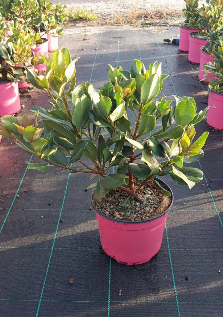 RHAPHIOLEPIS SPRINGTIME ROSA VASO 18