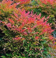 Nandina Domestica Gulf Stream Obsessed (nana) vaso 18cm