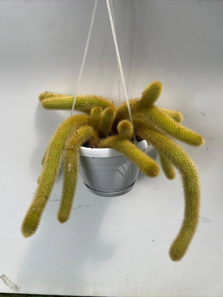 Hildewintera aureispina coda d'oro pianta grassa pendente foto reali vaso 14cm