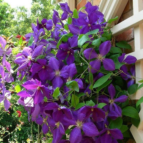 Gardenaria Clematis 'Jackmanii' - Pianta rampicante ornamentale da esterno Altezza: 100/125 cm (vaso19)