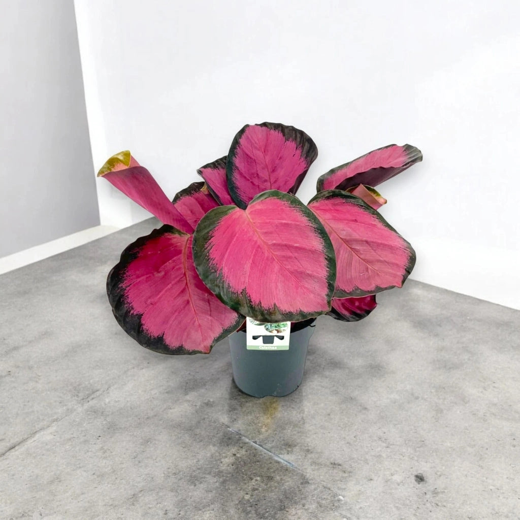 Gardenaria Calathea roseopicta 'Crimson' - Pianta da interno ornamentale Altezza: 45 cm (vaso 14)