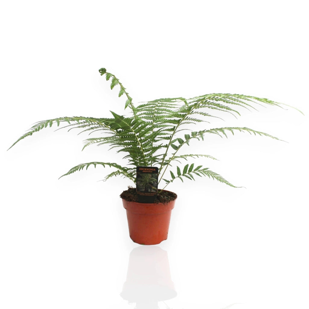 Gardenaria Dicksonia antarctica - Pianta da interno ornamentale Altezza: 35 cm (vaso 17)