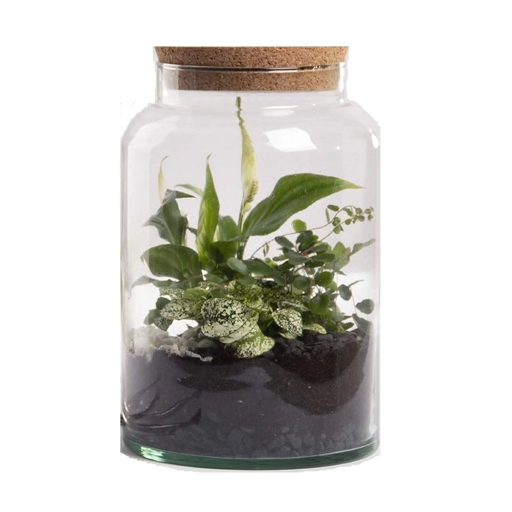 Terrario Bottle Garden Jar 5L cm18,5x18,5x26,3h -  terrario in barattolo di vetro