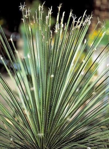 Dasylirion acrotrichum – Pianta ornamentale elegante per giardini mediterranei