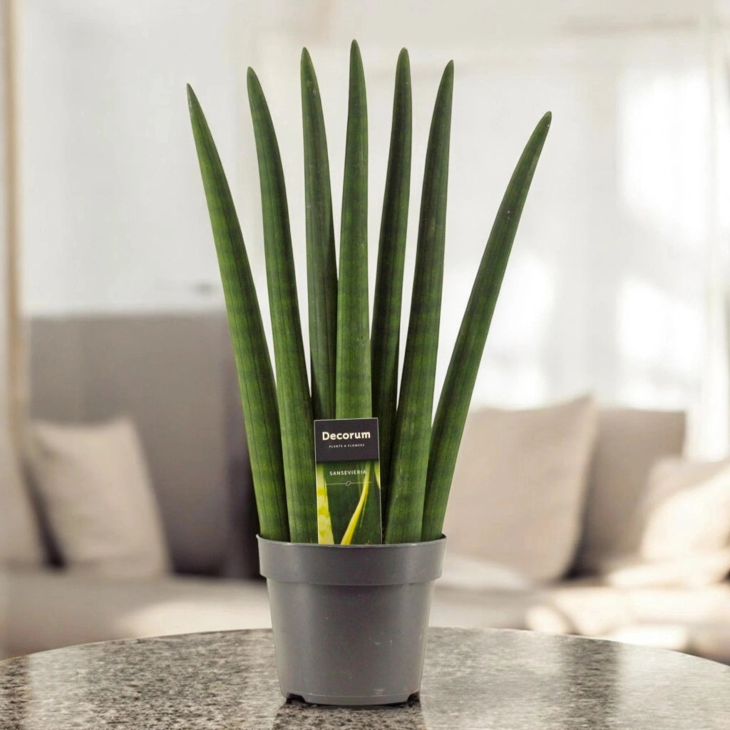 Gardenaria Sansevieria cylindrica 'Fan' - Pianta da interno ornamentale Altezza: 35 cm (vaso 12)