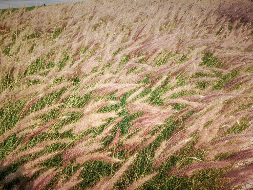 Gardenaria Stipa tenuissima - Graminacea ornamentale da esterno Altezza: 40 cm (vaso 17)