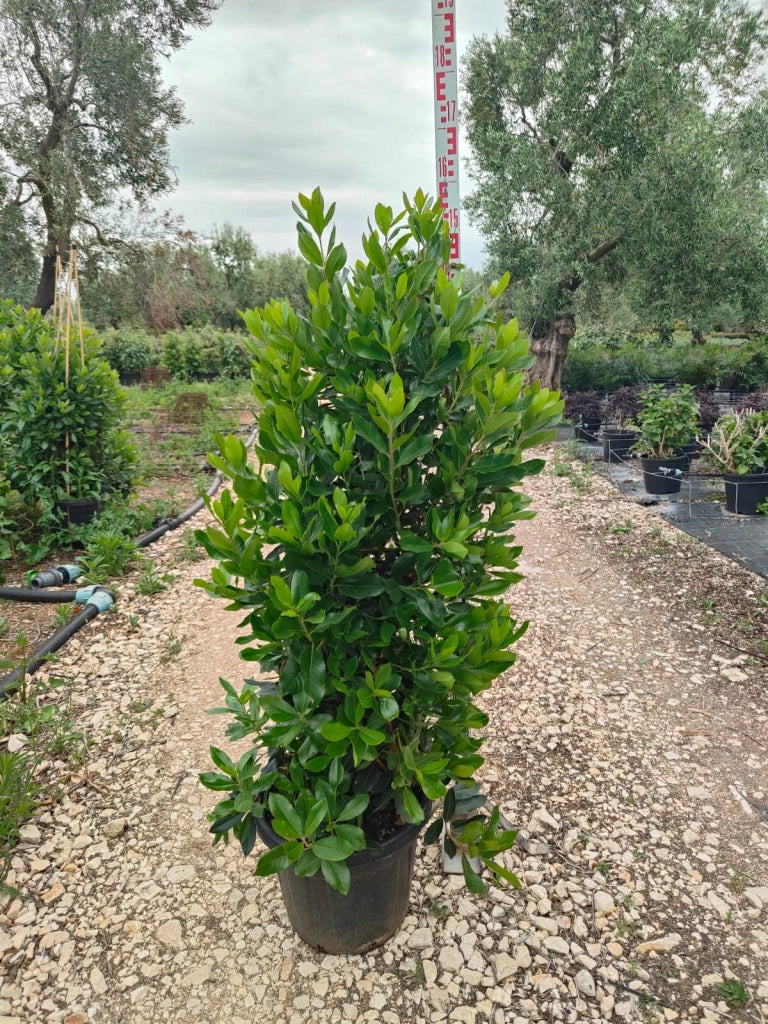 ARBUTUS UNEDO (CORBEZZOLO) VASO 40