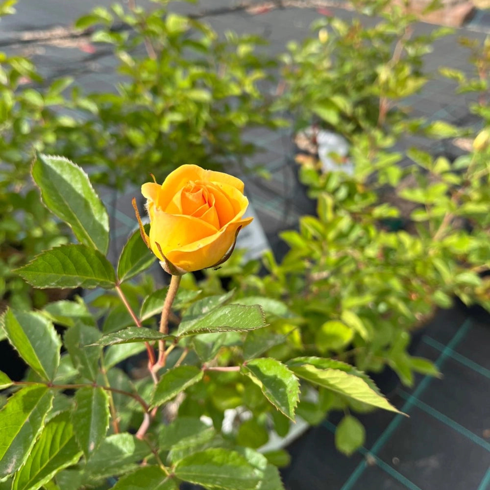 Pianta di Rosa Golden PAREO ® Meilland rampicante in vaso 20 cm AMDGarden